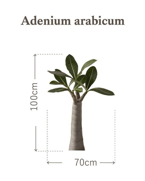 Botanical Sticker | Adenium Arabicum | HMST-BTS-M01